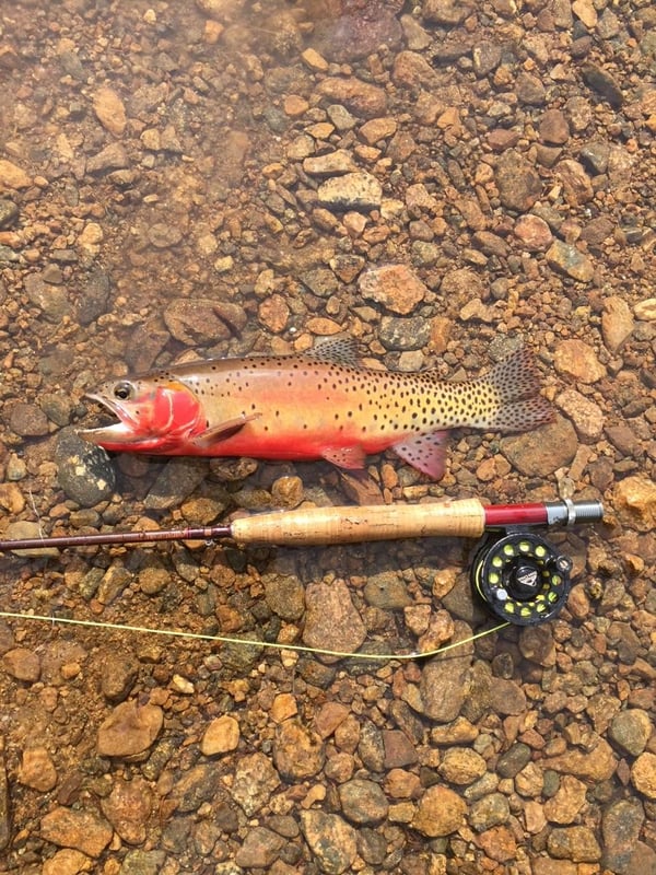 Greenback-Cutthroat-Peak-To-Plains-Guide-Service