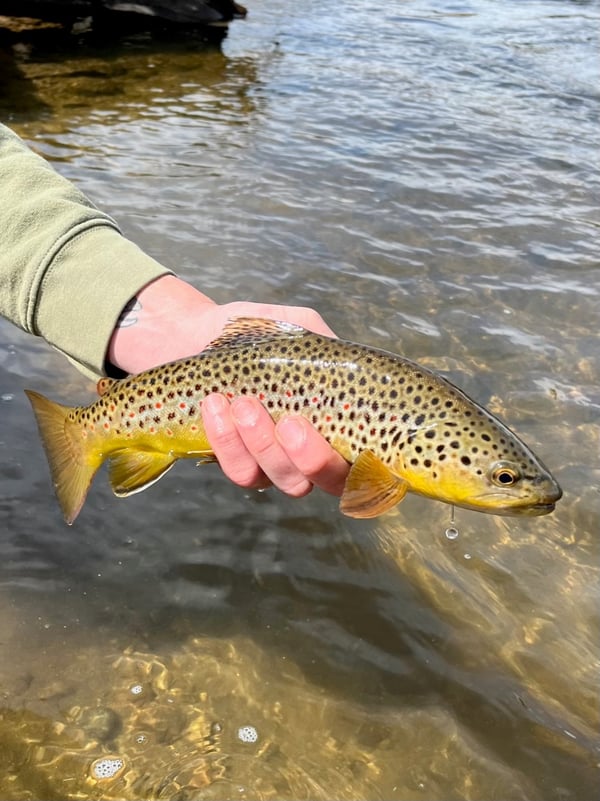 Brown-Trout-Peak-To-Plains-Guide-Service