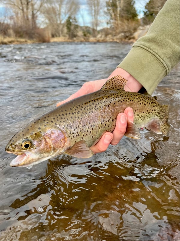 Rainbow-Trout-Peak-To-Plains-Guide-Service